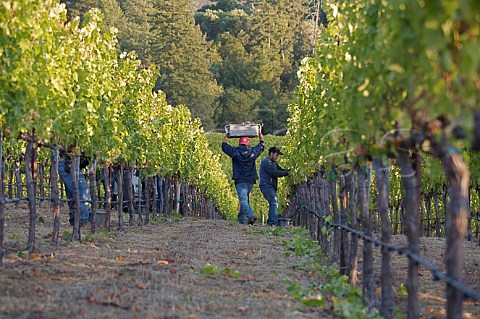 Cabernet Sauvignon grapes being harvested in Dutch Henry Canyon vineyard The grapes go to Lewis Cellars Calistoga Napa Valley California