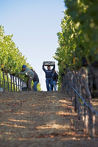 Harvesting Cabernet Sauvignon grapes being harvested in Dutch Henry Canyon vineyard The grapes go to Lewis Cellars Calistoga Napa Valley California