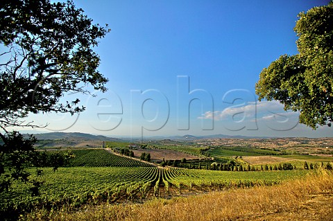 Vineyard of Moris Farms Poggio la Mozza Tuscany Italy Monteregio di Massa Marittima