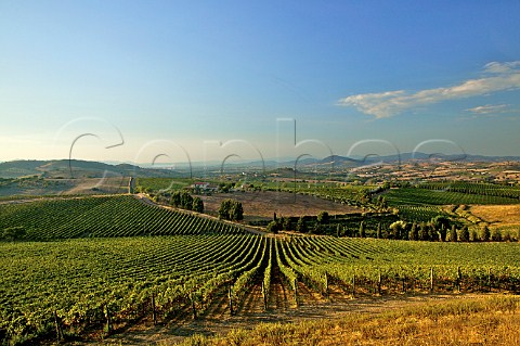 Vineyard of Moris Farms Poggio la Mozza Tuscany Italy Monteregio di Massa Marittima