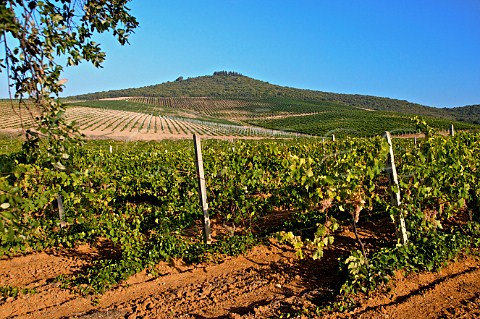 Avvoltore vineyard of Moris Farms Poggio la Mozza Tuscany Italy Monteregio di Massa Marittima