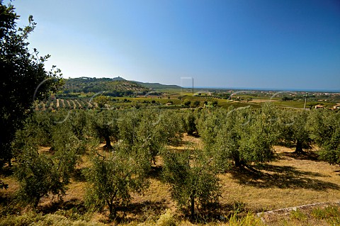 Vines and olive trees on slopes near the Mediterranean at Castagnetto Carducci Tuscany Italy Bolgheri