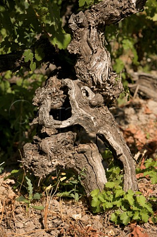 100year old Cabernet Sauvignon vine in vineyard of OFournier Maule Chile