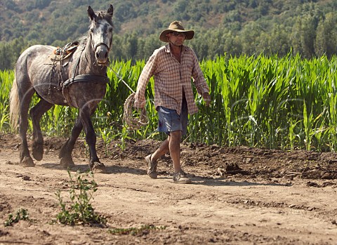 Farmer leading his horse past maize field  Apalta Valley Colchagua Chile