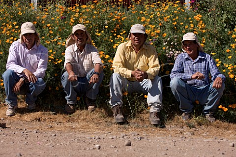 Cono Sur vineyard workers Chimbarongo Colchagua Valley Chile