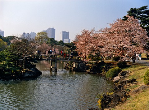 Cherry blossom sakura in Shinjuku Gyoen Park Shinjuku district Tokyo Japan