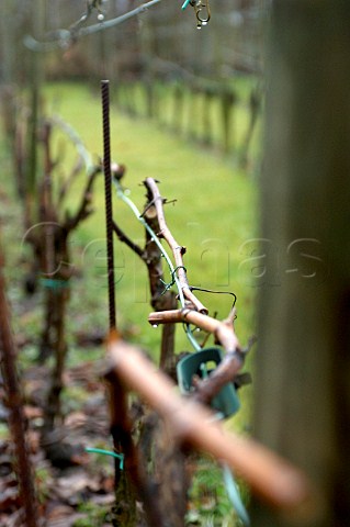 Clos dOpleeuw vineyard GorsOpleeuw Belgium