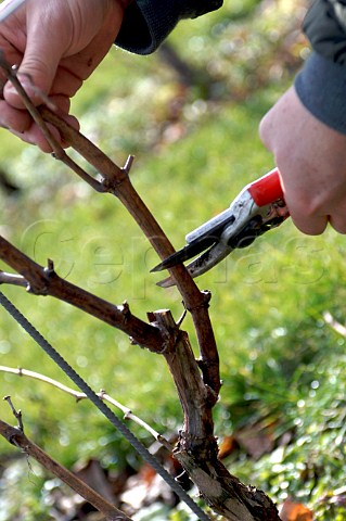 Winter pruning in Clos dOpleeuw vineyard GorsOpleeuw Belgium