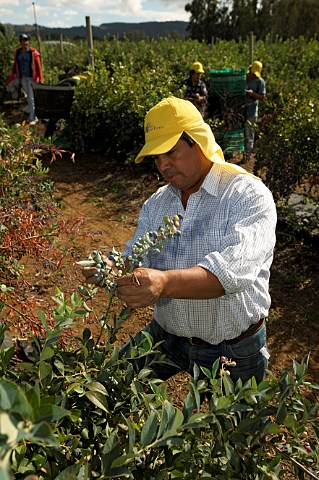 Picking blueberries at San Jose blueberry farm Temuco Chile