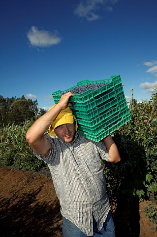 Picker with crates of blueberries on San Jose Farm Temuco Chile