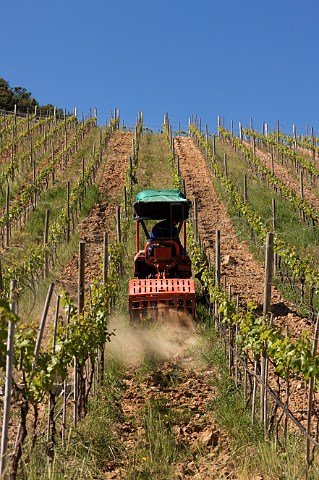 Turning the soil between rows of Carmenre vines in Clos Apalta vineyard of   Lapostolle Colchagua Valley Chile
