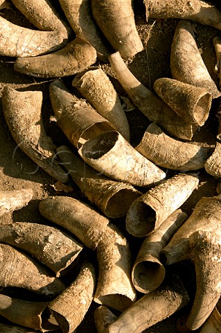 Cow horns await filling with biodynamic preparations in vineyard of Lapostolle Casablanca Valley Chile