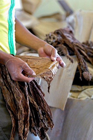 Worker with tobacco leaves at the Cohiba cigar factory  Havana Cuba