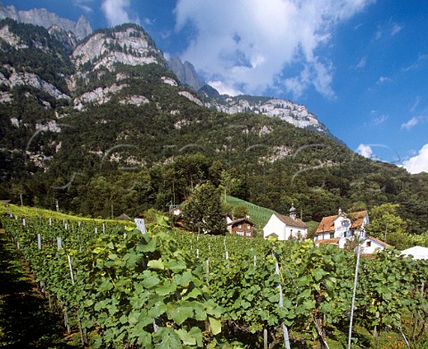 Vineyards at QuintenamWalensee Switzerland    StGallen  Eastern Switzerland