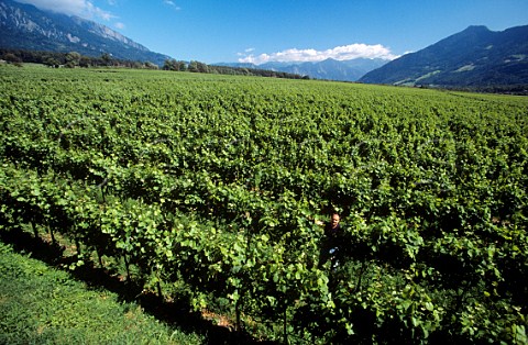 Daniel Gantenbein in his vineyard at Flsch Switzerland  Graubnden  eastern Switzerland
