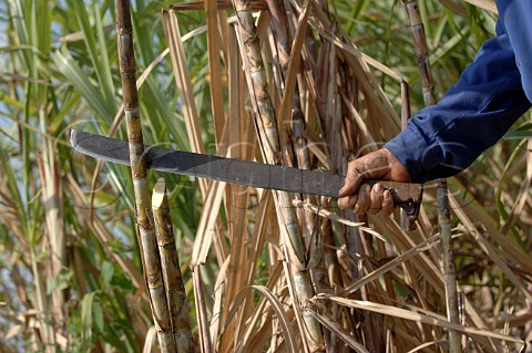 Cutting sugar cane Cuba