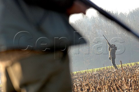 Pheasant hunting  Belgium