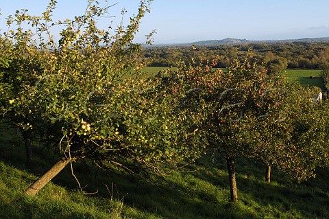 Cider apples ready for picking with the Somerset Levels and Glastonbury Tor in the background  Wilkins Cider Orchard Landsend Farm Mudgley Wedmore Somerset England