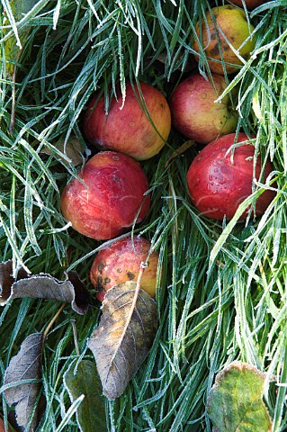 Ripe apples on a cold and frosty morning Compton Dando Somerset England