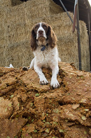 Cider maker Roger Wilkins dog sat on pile of apple pomace  Wilkins Cider Landsend Farm Mudgley Wedmore Somerset England