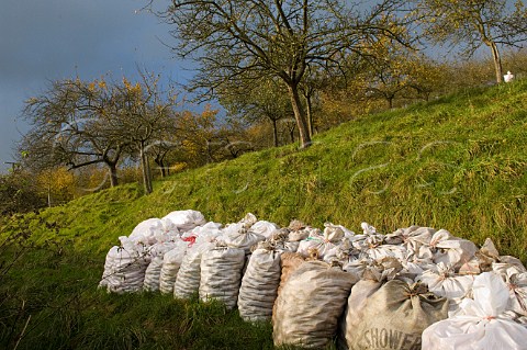 Sacks of hand collected apples in apple orchard of Wilkins Cider Landsend Farm Mudgley Wedmore Somerset England
