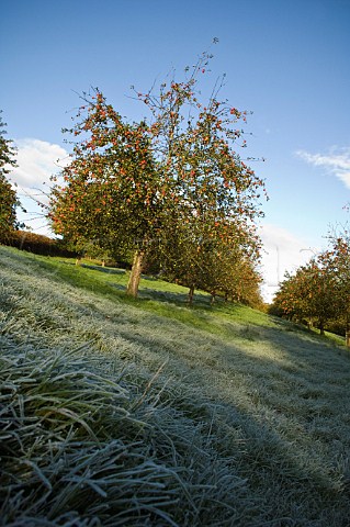 Ripe apples on a cold and frosty morning Apple Orchard Compton Dando Somerset England