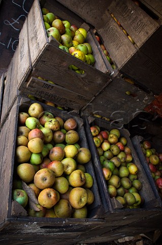 Cider apples in wooden crates ready for crushing Hecks Cider Street Somerset England