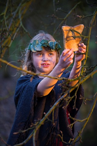 The Wassail Queen hangs toast on an Apple tree during a Wassail event at  Thatchers Cider Farm Sandford North Somerset England