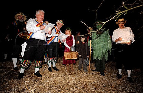 Mendip Morris Men singing the Wassailing Song with the Green Man and Wassail Queen by an apple tree  Thatchers Cider Wassailing event Thatchers Cider Farm Sandford North Somerset England