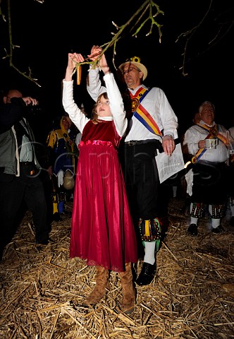 The Wassail Queen hangs toast on a cider apple tree during Thatchers Cider Wassailing event Thatchers Cider Farm Sandford North Somerset England