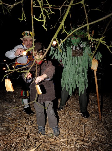 Toast is hung in the apple trees to attract Robins during the Thatchers Cider Wassailing event Thatchers Cider Farm Sandford North Somerset England