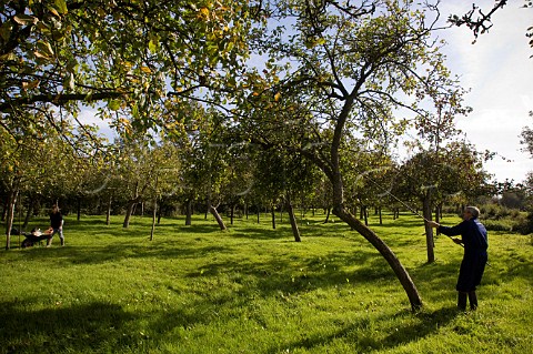Cider apples are shaken from the trees in apple orchard near Glastonbury Somerset England