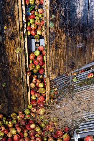 Cider apples being washed and carried up to be crushed for their apple juice at Julian Temperleys CiderCider Brandy orchard at Burrow Hill Kingsbury Episcopi Somerset England