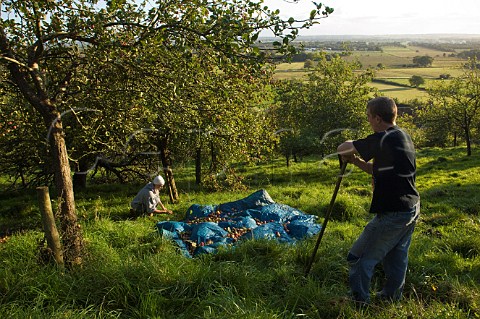 Picking cider apples by hand  Wilkins Cider Orchard Landsend Farm Mudgley Wedmore Somerset England