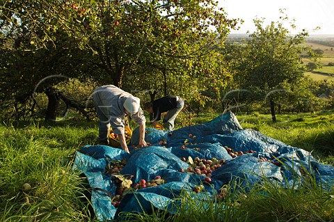 Collecting cider apples by hand  Wilkins Cider Orchard Landsend Farm Mudgley Wedmore Somerset England