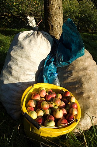 Cider apples collected by hand  Wilkins Cider Orchard Landsend Farm Mudgley Wedmore Somerset England