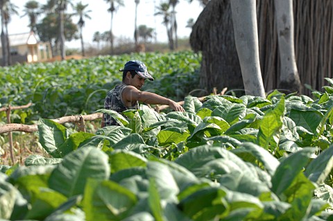 Growing tobacco for Pinar del Rio cigars Cuba