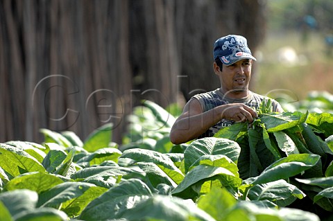 Growing tobacco for Pinar del Rio cigars Cuba
