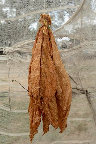 Tobacco leaves drying for Pinar del Rio cigars Cuba