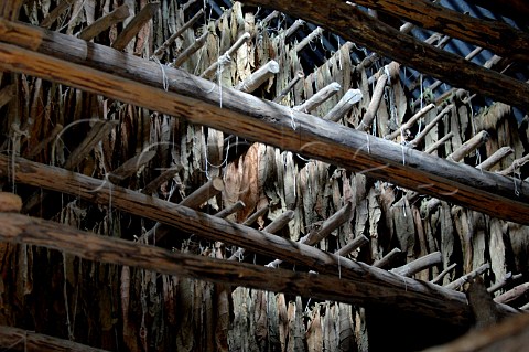 Tobacco leaves drying for Pinar del Rio cigars Cuba