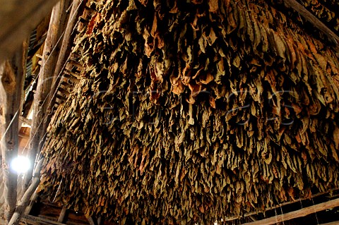 Tobacco leaves drying for Pinar del Rio cigars Cuba