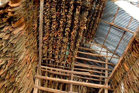 Tobacco leaves drying for Pinar del Rio cigars Cuba