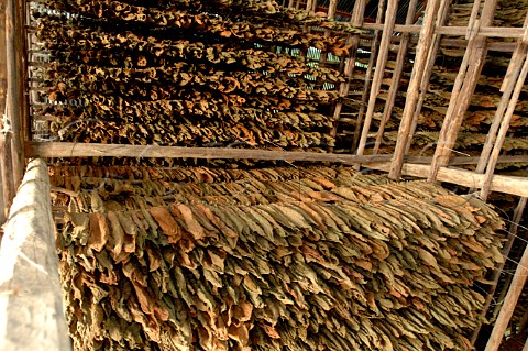 Tobacco leaves drying for Pinar del Rio cigars Cuba