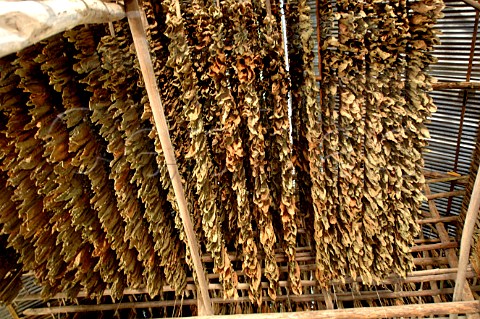 Tobacco leaves drying for Pinar del Rio cigars Cuba