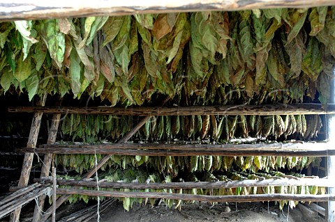 Tobacco leaves drying for Pinar del Rio cigars Cuba