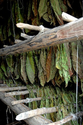 Tobacco leaves drying for Pinar del Rio cigars Cuba