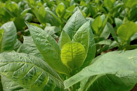 Tobacco growing for Pinar del Rio cigars Cuba