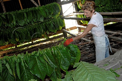 Hanging tobacco leaves to dry for Pinar del Rio cigars Cuba