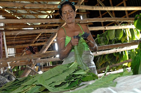Hanging tobacco leaves to dry for Pinar del Rio cigars Cuba