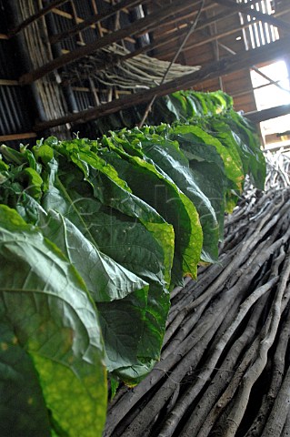 Tobacco leaves drying for Pinar del Rio cigars Cuba